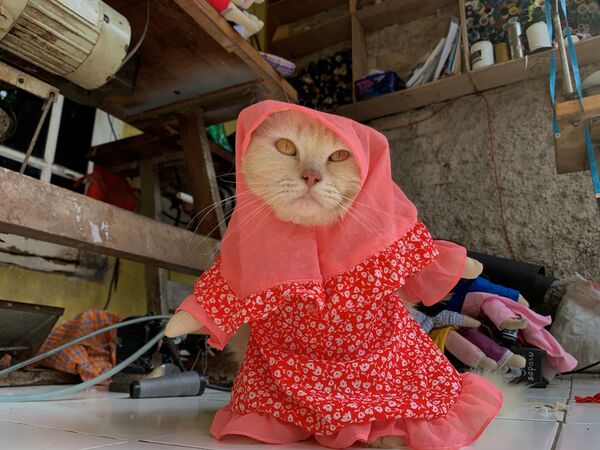 Кошка в косплей-костюме - Sputnik Қазақстан