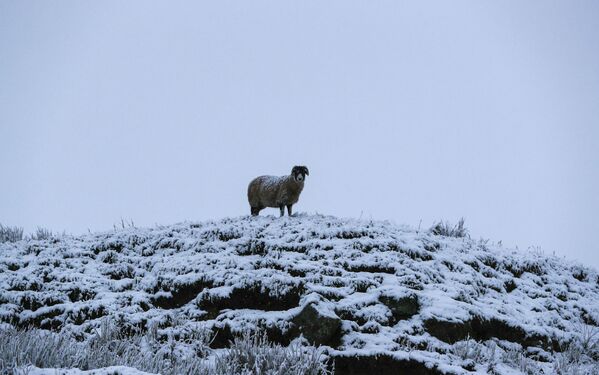  Овца на вершине холма в Северном Йоркшире - Sputnik Казахстан