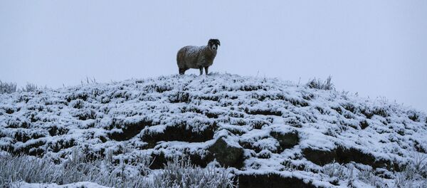 Овца - Sputnik Казахстан