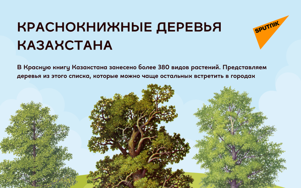 Краснокнижные деревья Казахстана - Sputnik Казахстан