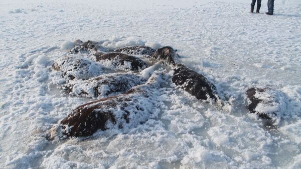 Табун лошадей вмерз в лед в Павлодарской области - Sputnik Қазақстан
