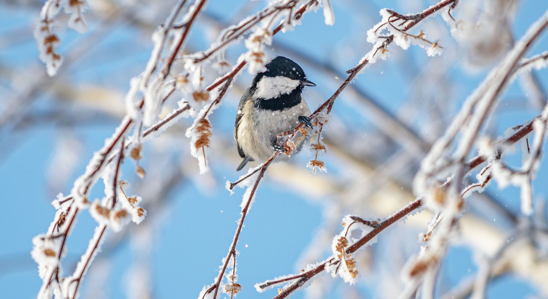 Синица на заиндевелых веточках березы  - Sputnik Казахстан, 1920, 11.11.2024