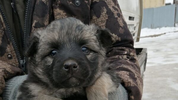 Один из спасенных щенков в Петропавловске - Sputnik Казахстан