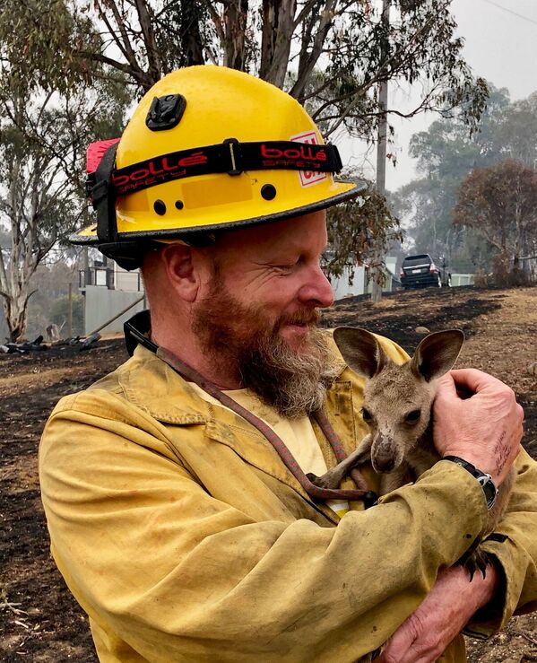 Детеныш кенгуру, спасенный от лесных пожаров в Австралии - Sputnik Казахстан
