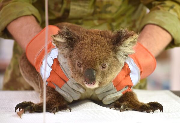 Раненая во время лесных пожаров в Австралии коала проходит лечение в импровизированном полевом госпитале в парке дикой природы острова Кенгуру - Sputnik Казахстан