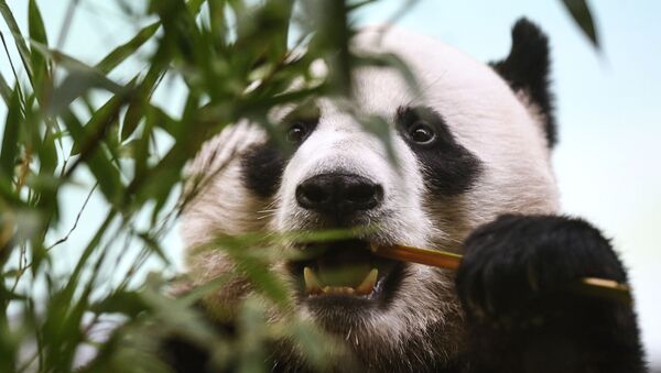Панда в Московском зоопарке - Sputnik Казахстан