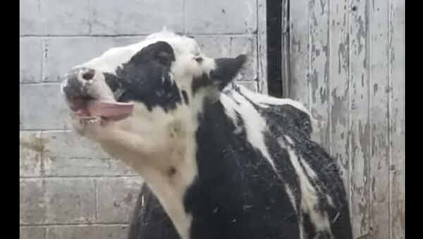 Корова пытается поймать снежинки языком - видео - Sputnik Казахстан