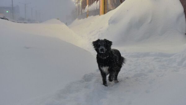 Собака во время снегопада, архивное фото - Sputnik Казахстан