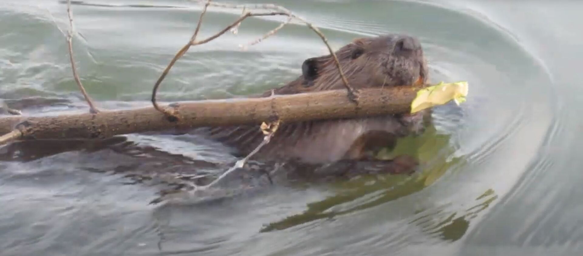 Бобр делает мужчине подарок - видео - Sputnik Казахстан, 1920, 04.01.2021