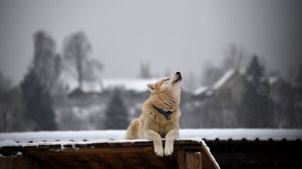 Собака породы хаски в деревне - Sputnik Казахстан