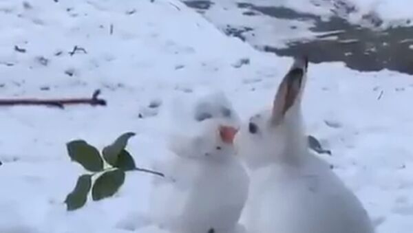 Поносил сам, поделись с другом: зайчик отбирает морковку у снеговика  - Sputnik Қазақстан