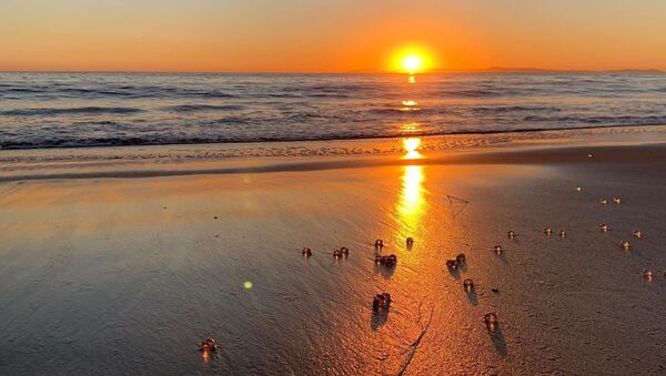 Тысячи загадочных желеобразных шариков покрыли пляж возле Лос-Анджелеса - Sputnik Казахстан