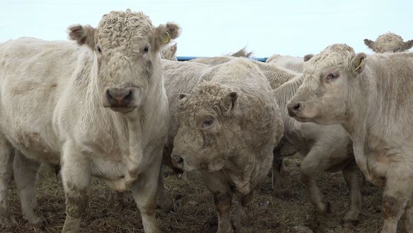 Добрый и крепкий: характер и нрав символа года - белого быка Казахстана - видео - Sputnik Казахстан