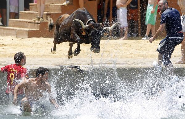 Бык прыгает в море во время испанского фестиваля Bous a la mar - Sputnik Казахстан