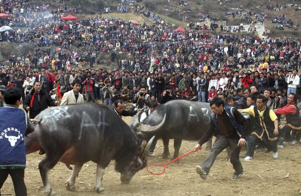Этническая группа народов Мяо во время боя быков в Китае  - Sputnik Казахстан