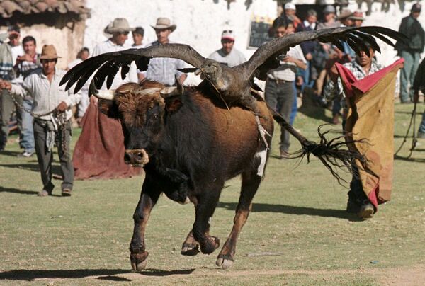Бык с кондором на спине во время боя с быками в Перу - Sputnik Казахстан