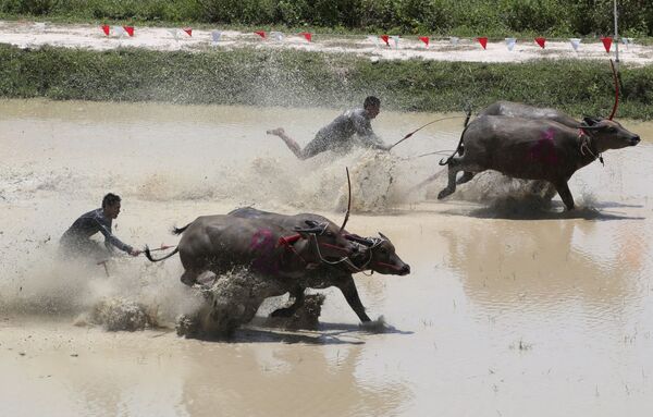 Тайские фермеры во время гонок с быками в Таиланде  - Sputnik Казахстан