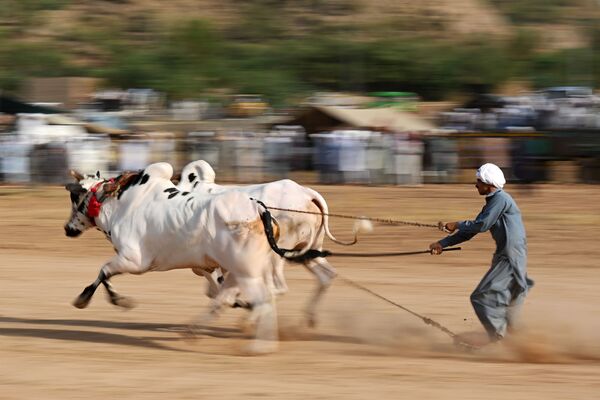 Традиционная гонка быков в деревне Билавал в Чакри, Пакистан - Sputnik Казахстан