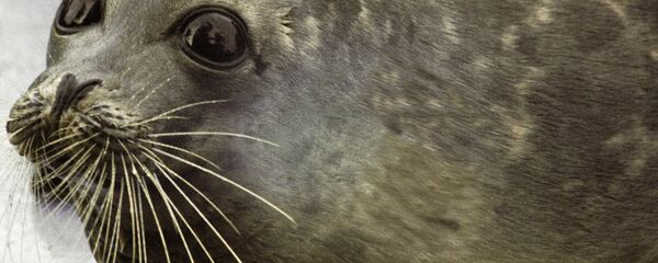 Каспийский тюлень Каспийский тюлень - Sputnik Казахстан