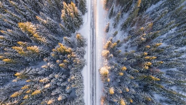 Зимняя дорога в лесу  - Sputnik Казахстан