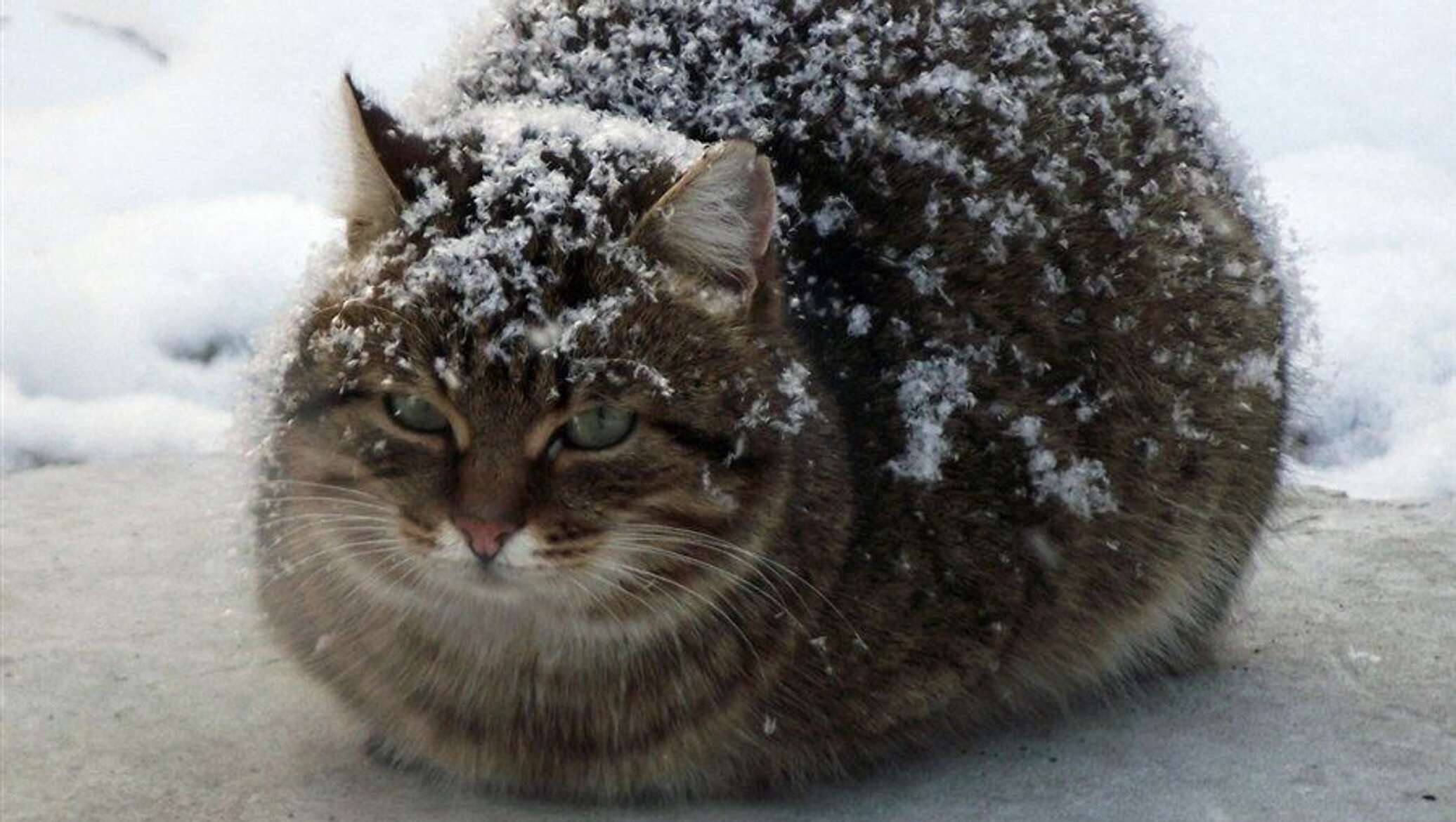 Фотографии примета. Котик на морозе. Кот припорошенный снегом. Котенок на морозе. Кошка замерзла.