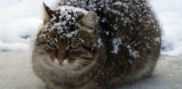 Кот на морозе Кот на морозе - Sputnik Казахстан
