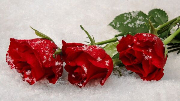 Розы на снегу - Sputnik Казахстан