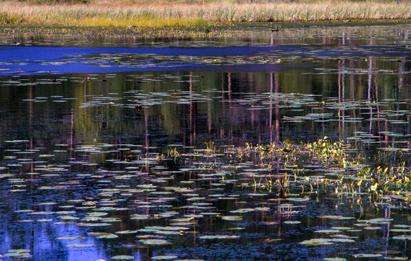 Озеро Званка на Большом Березовом острове на территории Государственного природного комплексного заказника Березовые острова на Финском заливе  - Sputnik Казахстан