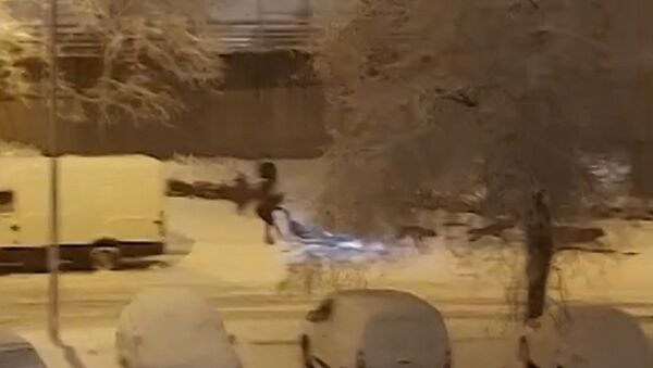 Зимние забавы: в заваленной снегом Испании начали кататься на собачьих упряжках - видео - Sputnik Казахстан