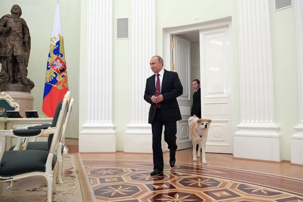 Президент РФ Владимир Путин с собакой Юмэ породы акита-ину перед началом интервью в Кремле  - Sputnik Казахстан