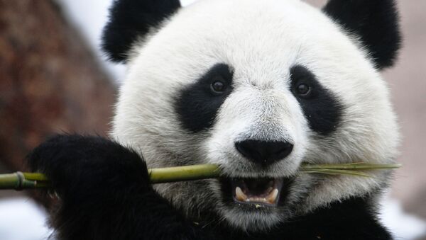 Панда (бамбуковый медведь) в Московском зоопарке - Sputnik Қазақстан