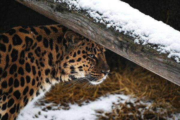 Дальневосточный леопард в Московском зоопарке - Sputnik Казахстан