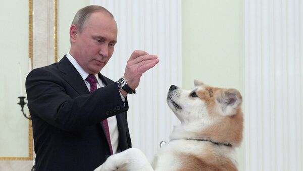 Владимир Путин с собакой Юмэ породы акита-ину - Sputnik Казахстан