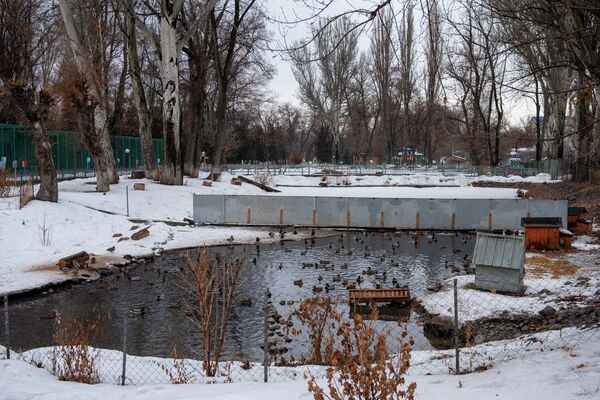 Алматинский зоопарк помогает выжить сотням перелетных птиц - Sputnik Казахстан