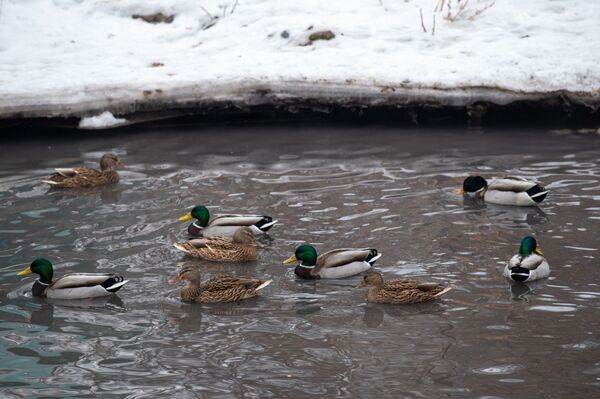Алматинский зоопарк помогает выжить сотням перелетных птиц - Sputnik Казахстан