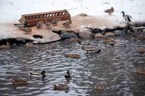 Алматинский зоопарк помогает выжить сотням перелетных птиц - Sputnik Казахстан