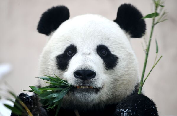 Большая панда в вольере Московского зоопарка - Sputnik Қазақстан