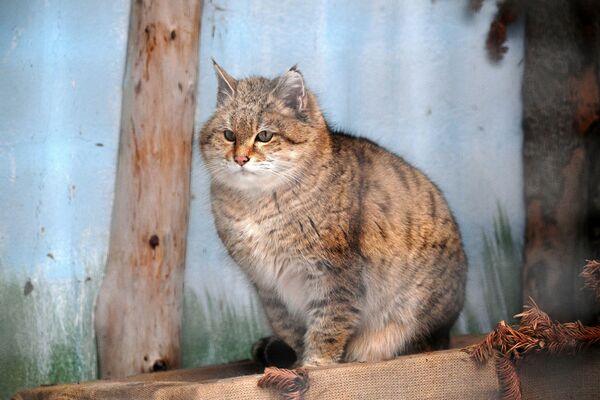 Степной кот в вольере Московского зоопарка - Sputnik Қазақстан