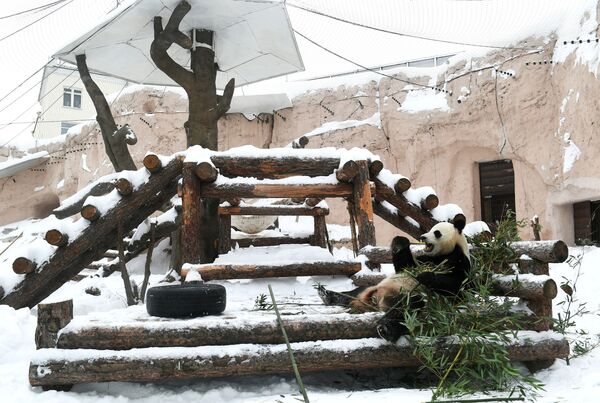 Большая панда в вольере Московского зоопарка - Sputnik Казахстан