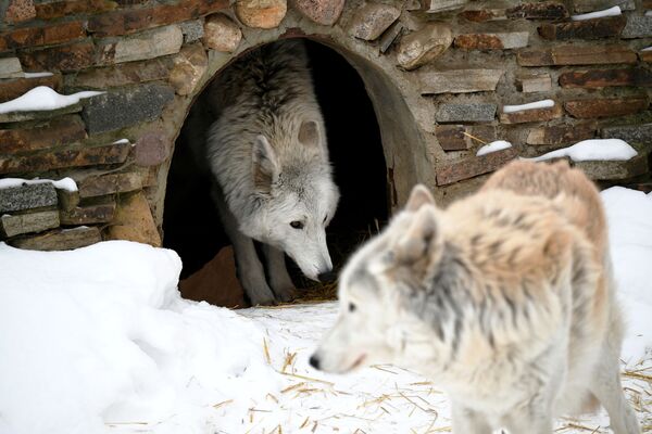 Полярные волки в вольере Московского зоопарка - Sputnik Казахстан