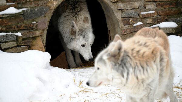 Полярные волки в вольере Московского зоопарка - Sputnik Казахстан