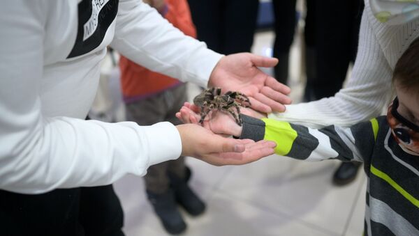 Выставка пауков открылась в Нур-Султане - Sputnik Казахстан