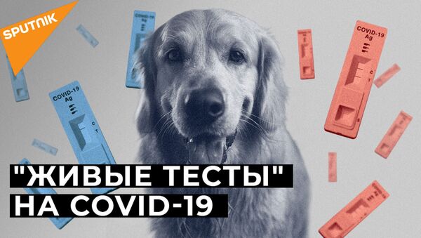 Нюх на COVID-19: могут ли собаки распознать зараженных коронавирусом? - Sputnik Казахстан