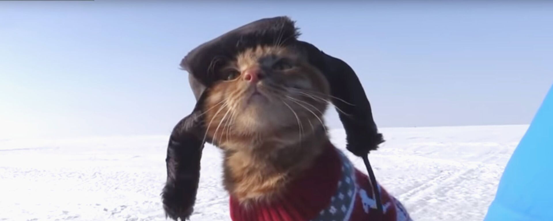 Кот сопровождает хозяина на рыбалке и следит за клевом - видео - Sputnik Казахстан, 1920, 25.01.2021