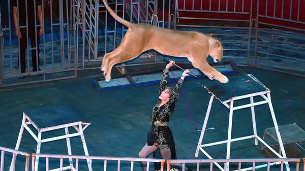 Выступление со львами в цирке Шымкента - Sputnik Казахстан