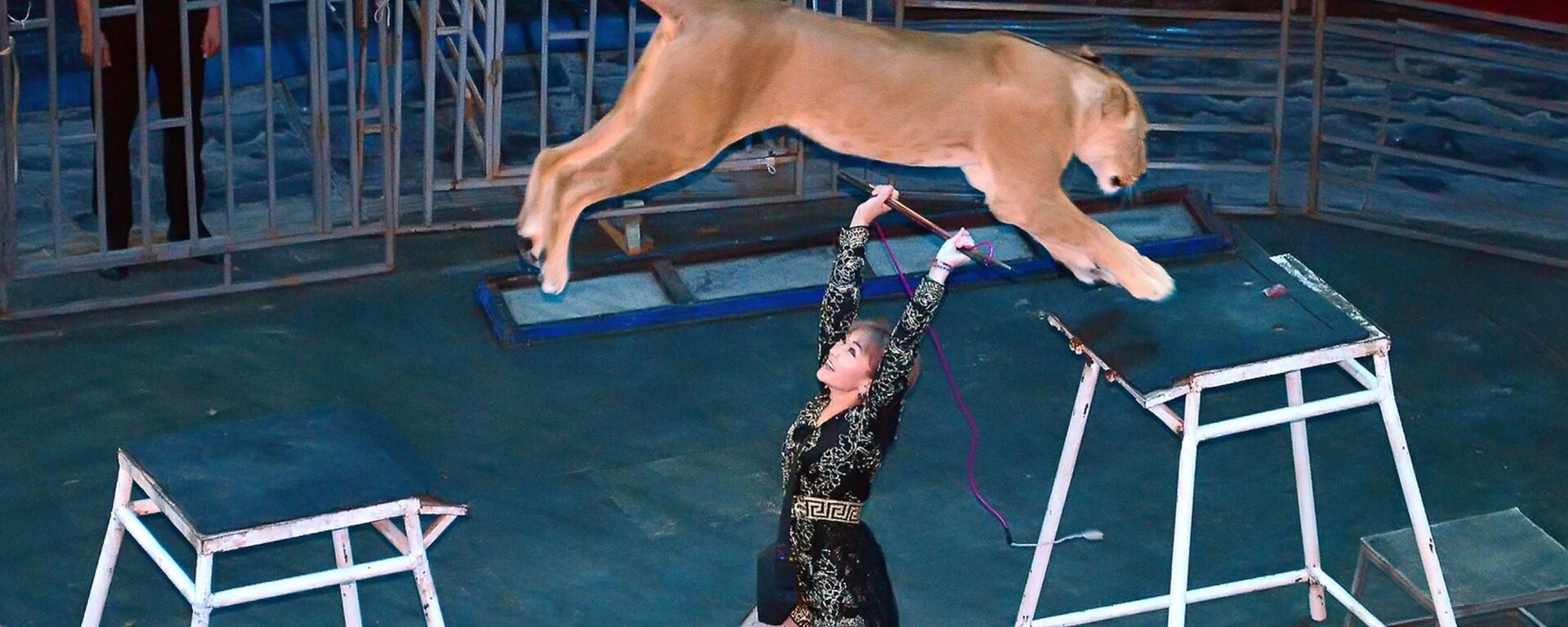 Выступление со львами в цирке Шымкента - Sputnik Казахстан, 1920, 27.01.2021