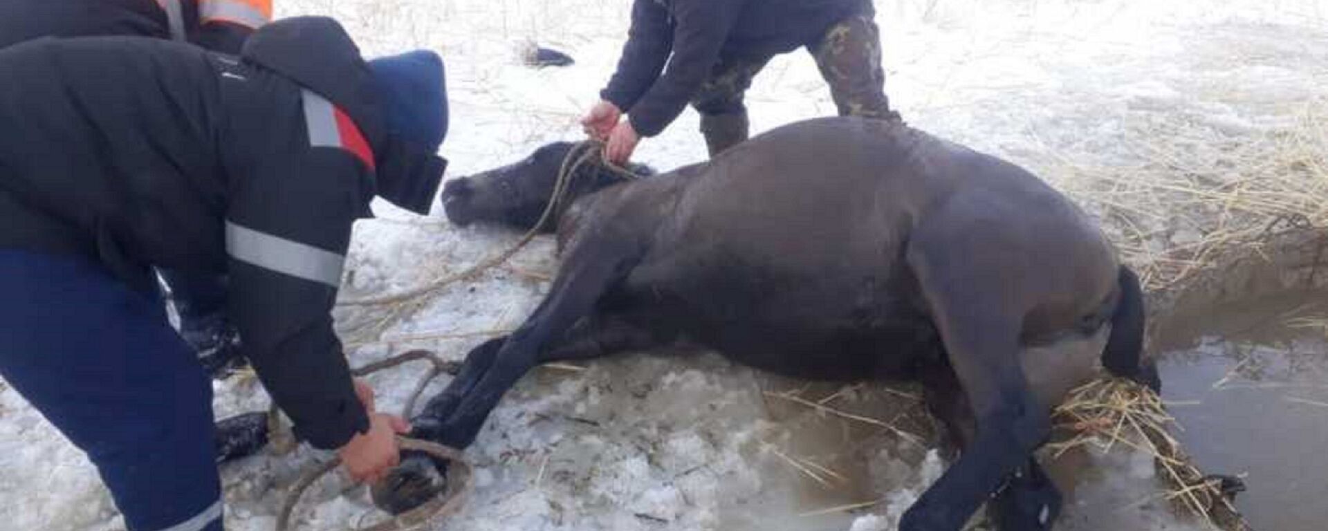 Спасатели вытащили лошадь, провалившуюся под лед - Sputnik Казахстан, 1920, 27.02.2024