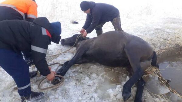 Спасатели вытащили лошадь, провалившуюся под лед - Sputnik Казахстан