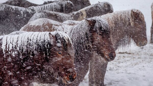 Лошади под снегом  - Sputnik Қазақстан