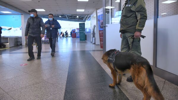 Кинолог с собакой на патрулировании терминала Международного аэропорта Алматы - Sputnik Казахстан